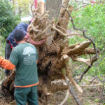 construction and tree damage