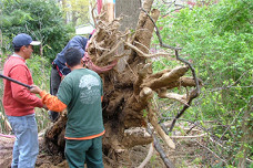 construction and tree damage