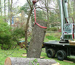 Crane Picking Up Huge Tree Branch