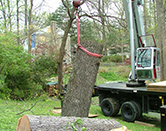 Crane Picking Up Huge Tree Branch