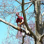 Tree Pruning to ANSI Standards