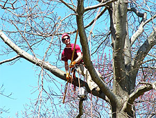 Tree Pruning to ANSI Standards