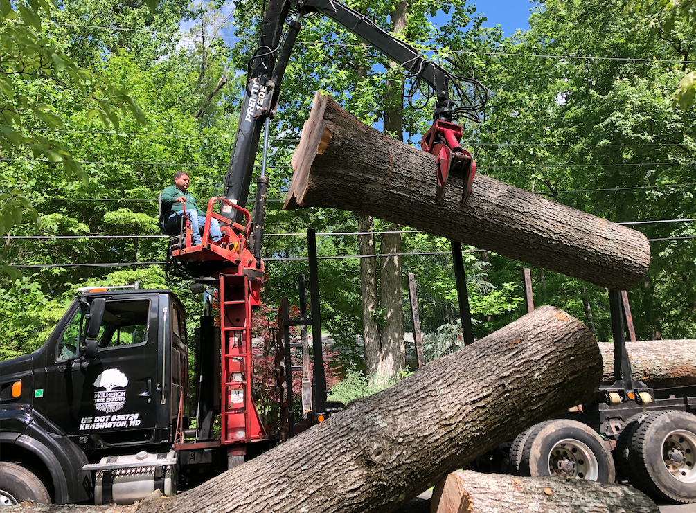 Lifting a heavy large tree branch