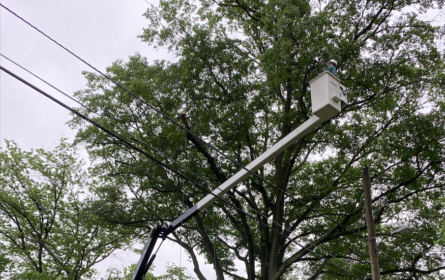 image of man in crane for tree pruning