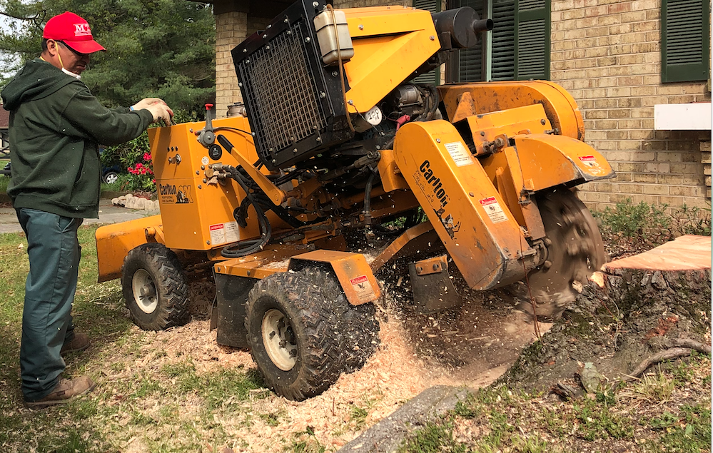 man Stump Grinding tree 1