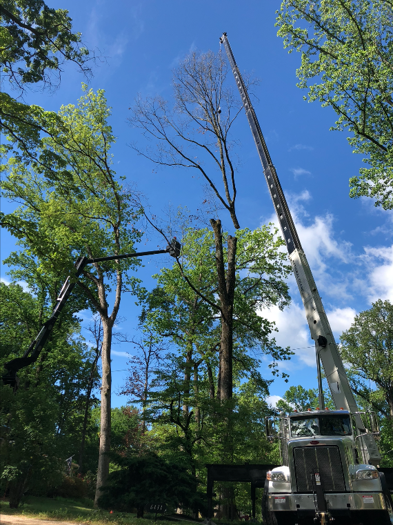 Mulheron Tree Experts Tree Removal Photo