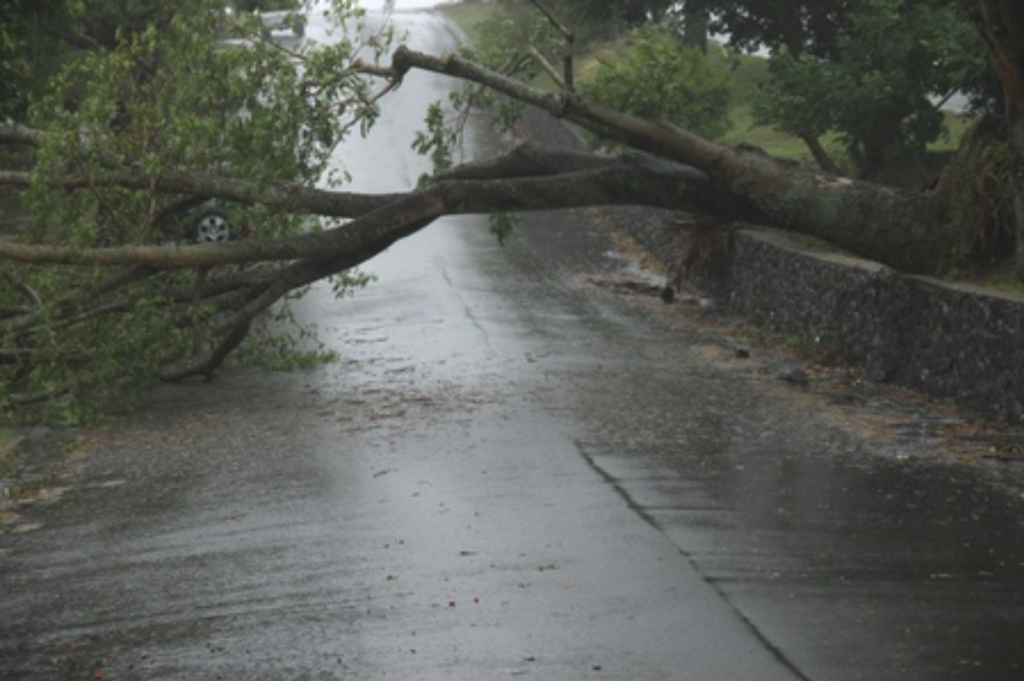 Care of Trees During a Storm