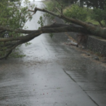 Care of Trees During a Storm