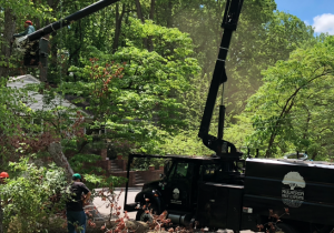 Tree Services - Tree Removal Image