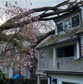 Emergency Services - Tree goes down on houses