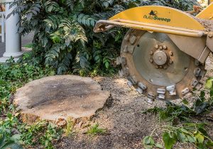 Tree Services - Stump Grinding & Stump Removal Image