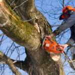 Man Removing a Tree