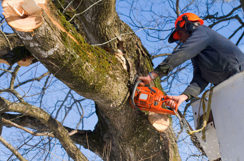 Man Removing a Tree